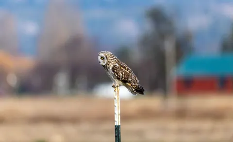 Eule 4K Hintergrundbild · animals · 3840×2341