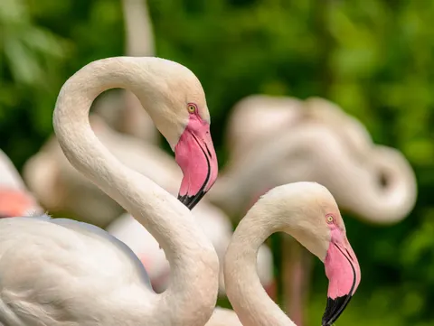 والپیپر فلامینگوها با کیفیت 4K · animals · 3840×2888