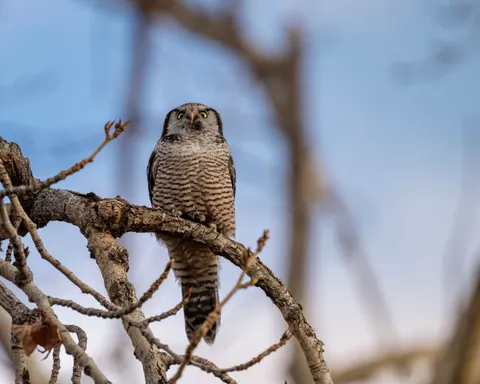 Owl 4K Wallpaper · animals · 3840×3072