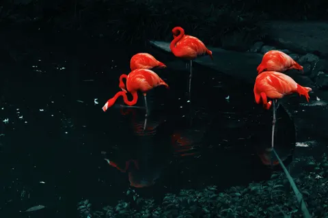 Flamingos 4K Wallpaper · animals · 3840×2553