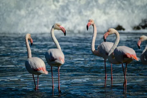 والپیپر فلامینگوها با کیفیت 4K · animals · 3840×2560