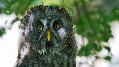 Owl 4K Wallpaper · animals · 3840×2160