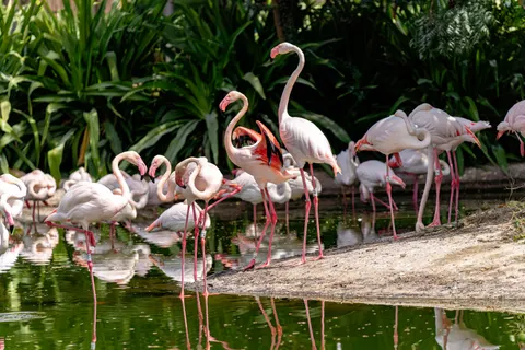 Flamingos 4K Wallpaper · animals · 3840×2560