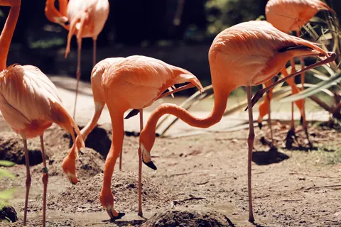 Sfondo Fenicotteri 4K · animals · 3840×2560