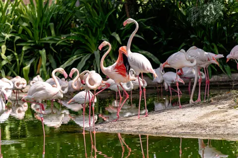 Sfondo Fenicotteri 4K · animals · 3840×2560