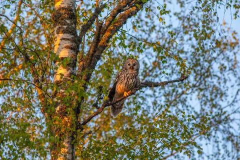 Fond d'écran Hibou 4K · animals · 3840×2560