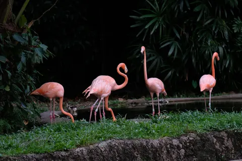 Sfondo Fenicotteri 4K · animals · 3840×2560