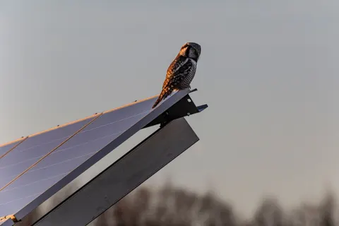 Owl 4K Wallpaper · animals · 3840×2560