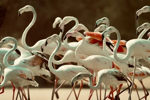 Wallpaper Flamingo 4K · animals · 3840×2560