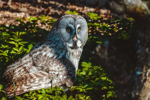 Owl 4K Wallpaper · animals · 3840×2560
