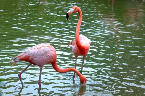 Flamingos 4K Wallpaper · animals · 3840×2561