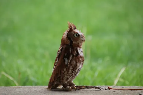 Eule 4K Hintergrundbild · animals · 3840×2560