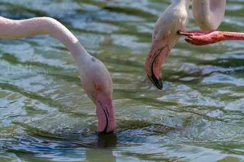 Flamingos 4K Wallpaper · animals · 3840×2561