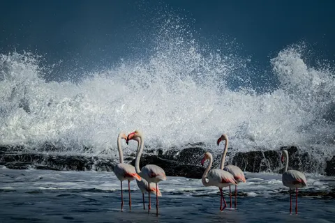 Flamingos 4K Wallpaper · animals · 3840×2560