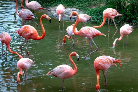 والپیپر فلامینگوها با کیفیت 4K · animals · 3840×2561