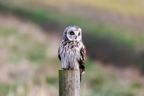 Eule 4K Hintergrundbild · animals · 3840×2561