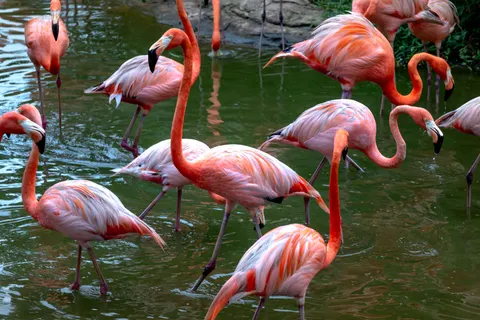 Flamingos 4K Wallpaper · animals · 3840×2561