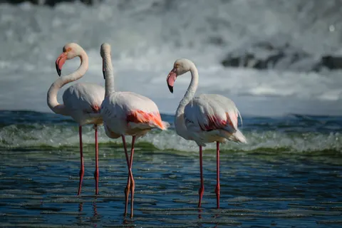 Hình nền Hồng Hạc 4K · animals · 3840×2560