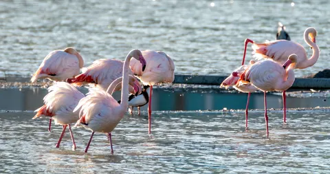 Flamingos 4K Wallpaper · animals · 3840×2026