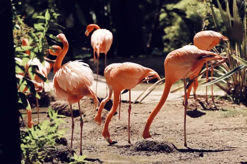 Flamingos 4K Wallpaper · animals · 3840×2560