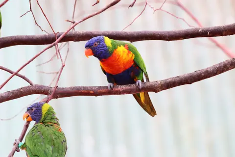 Tropischer Vogel 4K Hintergrundbild · animals · 3840×2560