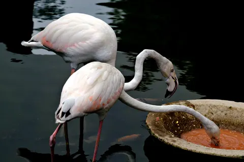 Sfondo Fenicotteri 4K · animals · 3840×2560
