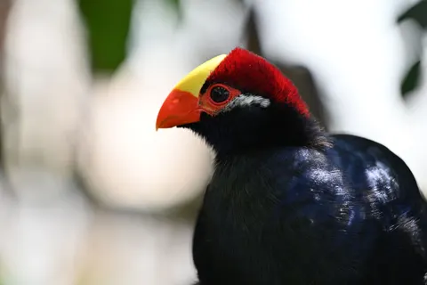 Fondo de pantalla Ave tropical 4K · animals · 3840×2560