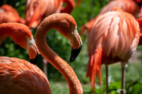 Flamingos 4K Wallpaper · animals · 3840×2560