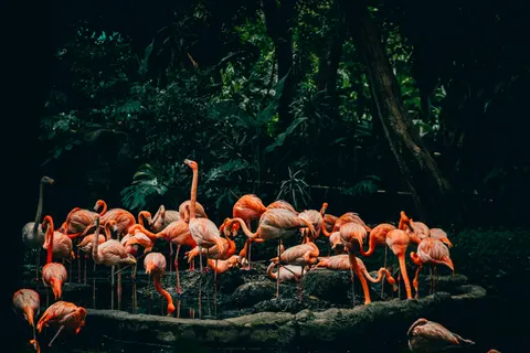 Flamingos 4K Wallpaper · animals · 3840×2560