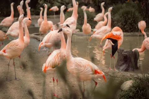 Flamingos 4K Wallpaper · animals · 3840×2560