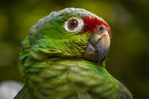 Обои Тропическая птица 4K · animals · 3840×2560