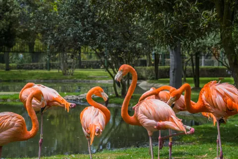 والپیپر فلامینگوها با کیفیت 4K · animals · 3840×2560