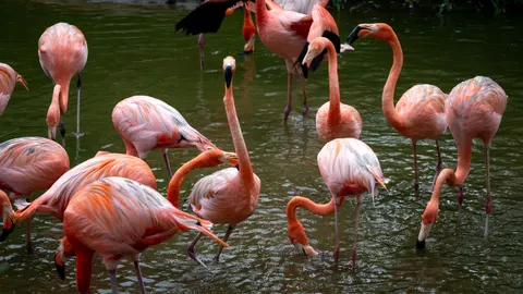 Flamingos 4K Wallpaper · animals · 3840×2162
