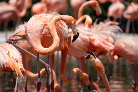 Flamingos 4K Wallpaper · animals · 3840×2560