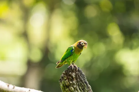 热带鸟 4K壁纸 · animals · 3840×2560