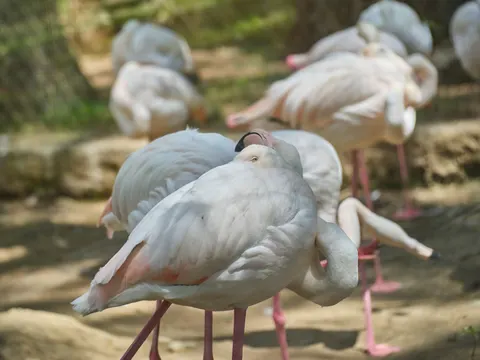 Flamingos 4K Wallpaper · animals · 3840×2880