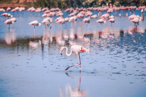 Fond d'écran Flamants roses 4K · animals · 3840×2560