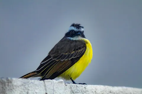 Tropical Bird 4K Wallpaper · animals · 3840×2560
