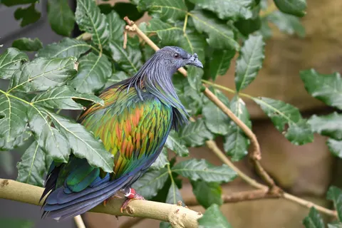 Tropischer Vogel 4K Hintergrundbild · animals · 3840×2561