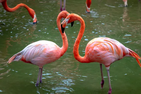 Flamingos 4K Wallpaper · animals · 3840×2561