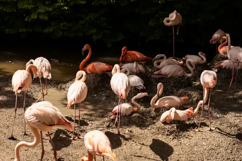 火烈鳥 4K桌布 · animals · 3840×2560