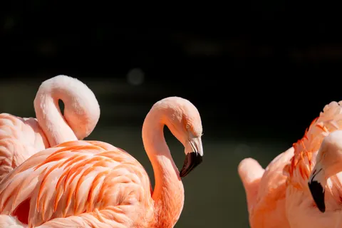 Flamingos 4K Wallpaper · animals · 3840×2560