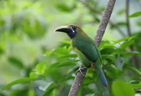 Tropical Bird 4K Wallpaper · animals · 3840×2617