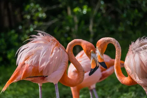 Flamingos 4K Wallpaper · animals · 3840×2560