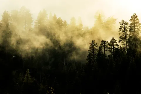 안개 낀 숲 4K 배경화면 · nature · 3840×2560