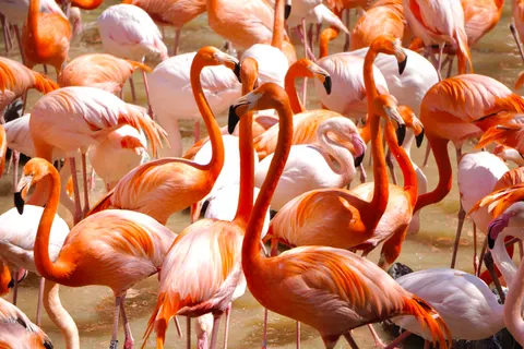 Flamingos 4K Wallpaper · animals · 3840×2560