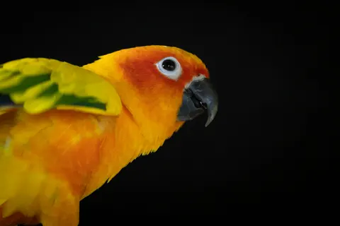 南国の鳥 4K壁紙 · animals · 3840×2560