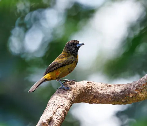 Fond d'écran Oiseau tropical 4K · animals · 3840×3301