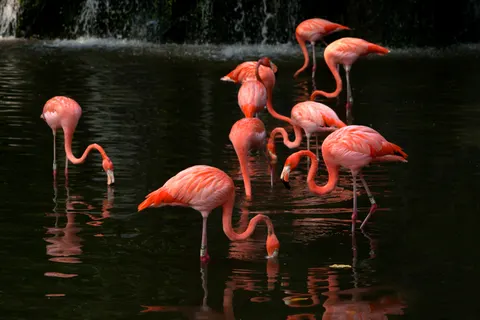 Flamingos 4K Wallpaper · animals · 3840×2560