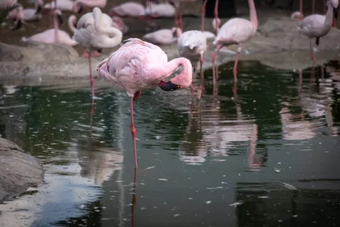 Flamingos 4K Wallpaper · animals · 3840×2561